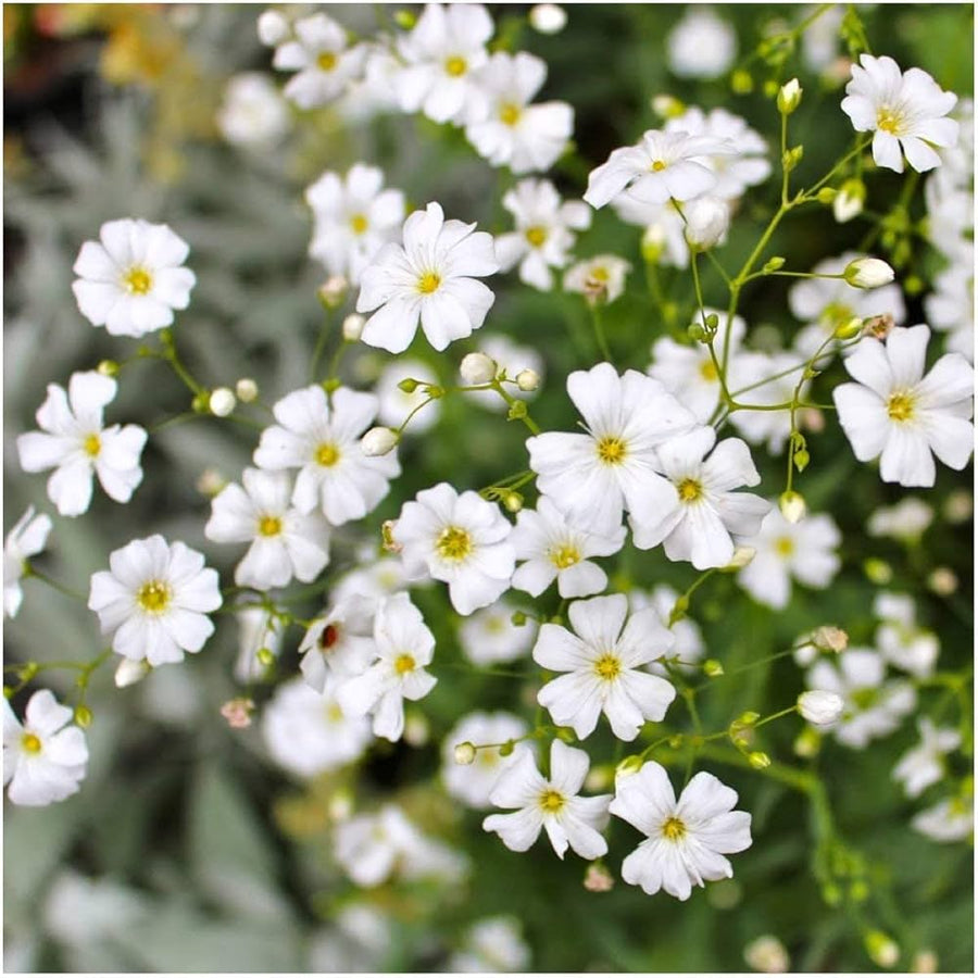 Gypsophila Paniculata assorted color flower seeds for home garden and borders - for planting in home garden