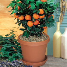 Dwarf Valencia Orange Seeds (Citrus sinensis) for a homegrown harvest from the Urban Garden