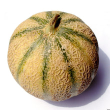 White Muskmelon Seeds (Cucumis melo) for growers filling out the Garden Summer Patch
