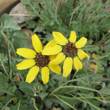 Chocolate Daisy Seeds (Berlandiera lyrata) for colorful blooms in the wildflower plots and home borders