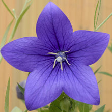 Ballon Flower- Blue- Samen Seeds for a colorful addition to any planting