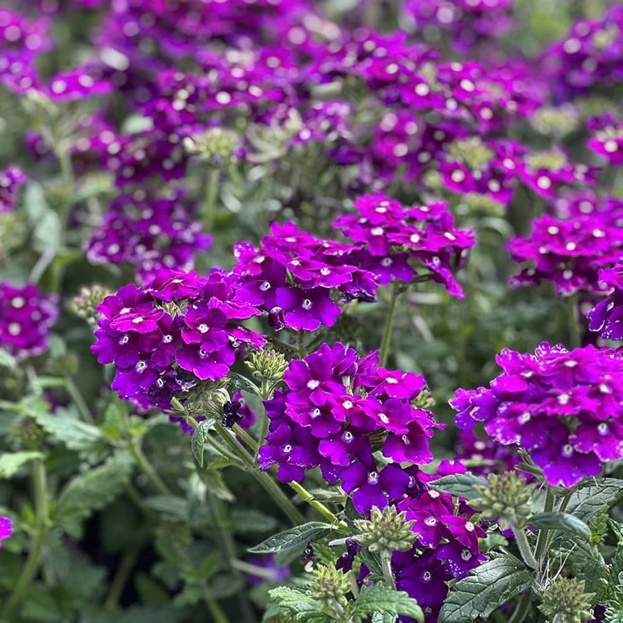 Verbena Hybrida Seeds for planting in flower bed
