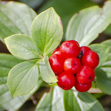 Ginseng Flower Nsutite Grass Seeds known for home Bonsai