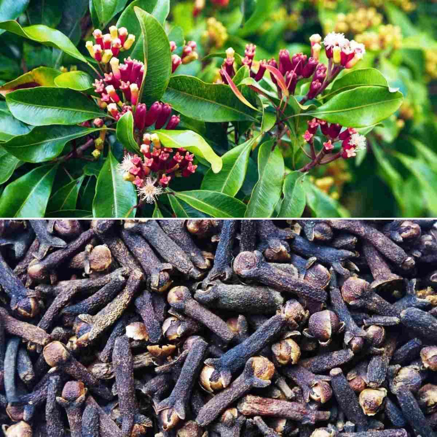 Clove Tree (Syzygium aromaticum) for bonsai and spice garden planting