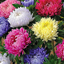 Aster Chinese Chrysanthemum Bonsai Seeds (Chrysanthemum morifolium) for a lasting addition to the indoor bonsai and garden planting