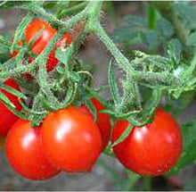 Heirloom German Riesentraube Tomato Seeds valued by growers for huge Cluster Cherry Red Tomatoes