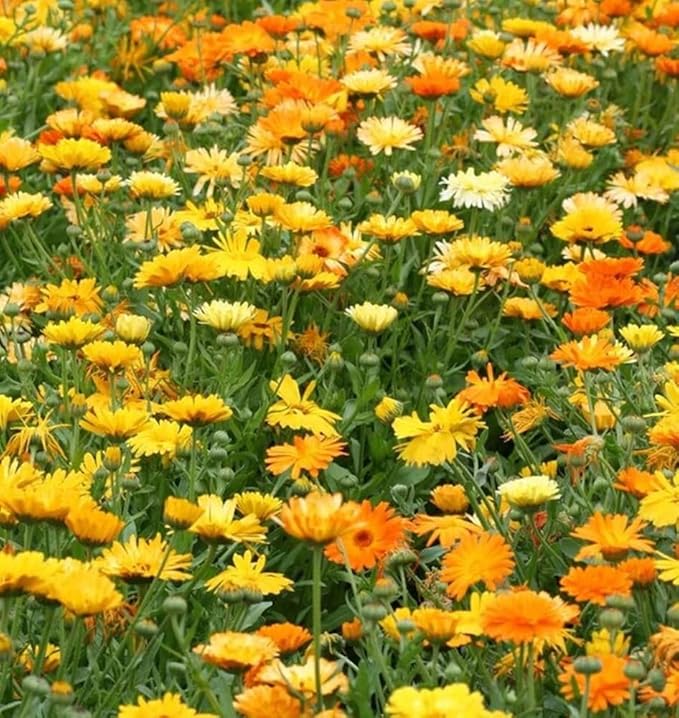 Calendula Calendula officinalis Pacific Mix flower seeds for planting in home garden or borders - for planting in home garden