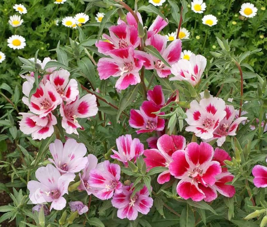 Godetia Summer Azalea Seeds