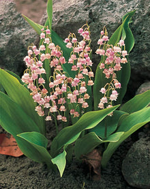 Lily of the Valley Convallaria Majalis Seeds for growers filling out the Shaded Garden Borders