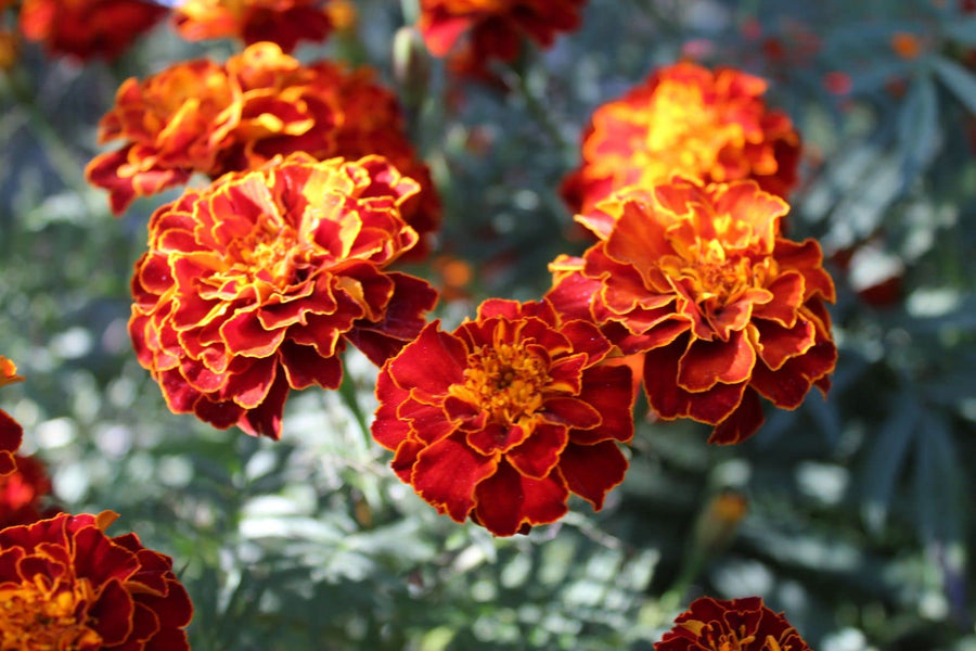 Harlequin Marigold (Tagetes spp.) seeds for vibrant flower gardens