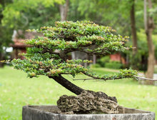 Japanese Fir Momi Tree Seeds known for bonsai