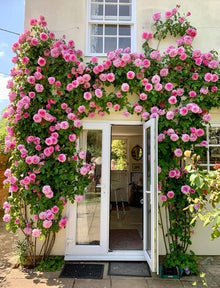 Exotic Climbing Rose Seeds for climbing cover in the Pink Garden