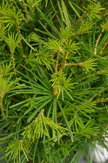 Japanese Pine Sciadopitys Verticillata Rare Evergreen Tree Seeds for long-term planting in the yard