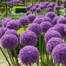 Exotic Giant Allium Multicolor Flower Garden - for planting in home garden