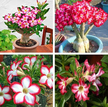 Adenium Obsum Desert Rose Viola d'Or Triplo Seeds for a colorful addition to any planting