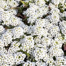 Alyssum Lobularia maritima for planting in flower bed