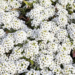 Alyssum Lobularia Maritima Flower Seeds for Planting – Sweet-Scented Ground Cover for Border Gardens and Pots