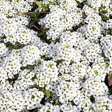 White perennial flower seeds