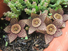 Carrion Flower Stapelia Gigantea flower Seeds for easy-care planting in the rock gardens and indoor succulent pots