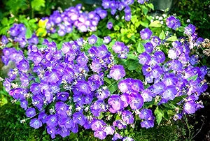 Campanula Bellflower Campanula spp. for planting in flower bed