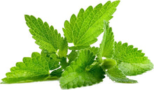 Pfefferminzsamen Peppermint Seeds for growers filling out the Herb Garden & Kitchen Garden