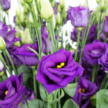 Lisianthus Eustoma Grandiflorum Purple Seeds for colorful blooms in the Cut Flower Backyard Beds