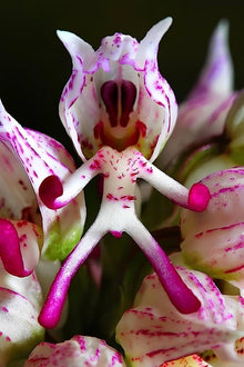 Orchid Flower (Orchidaceae spp.) for planting in home bonsai garden