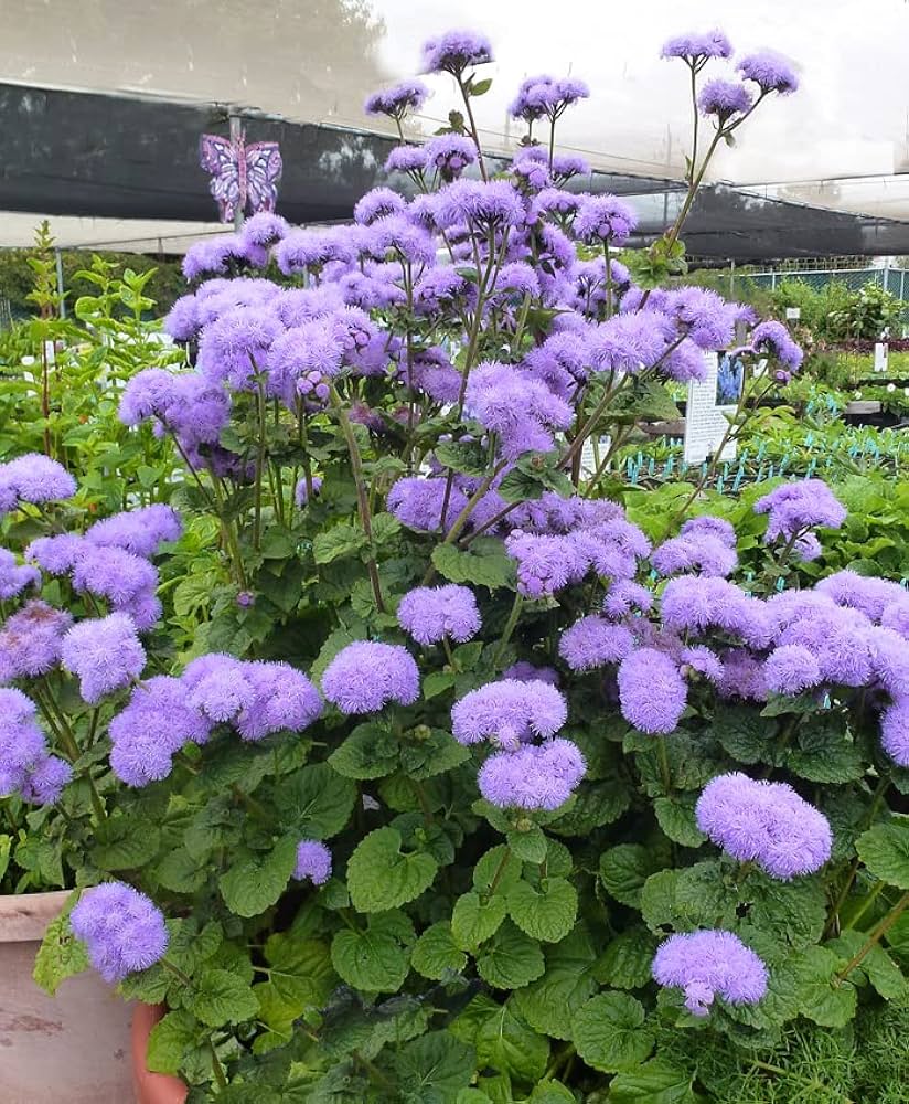 Ageratum ��������� Blue annual flowers for planting in home landscapes