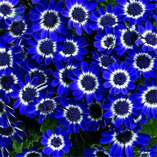 Cineraria Seeds for a bright addition to the Florist Gardens & Easy Pot Planting
