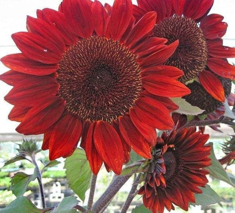 Sunflower Helianthus annuus Red variety flower seeds for planting in home garden or pollinator beds - for planting in home garden