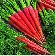 Atomic Red carrot (Daucus carota) for planting in home vegetable garden