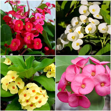 Euphorbia Seeds for colorful blooms in the Light Green Garden
