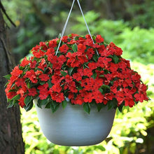 Bright Red Adonis Seeds for a colorful addition to any planting