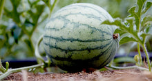Melon Seeds prized among growers for summer Harvests