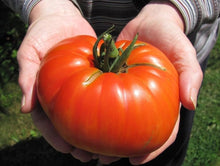 Plant Seeds (Beefsteak tomato) known for extra-large and flavorful heirloom fruits