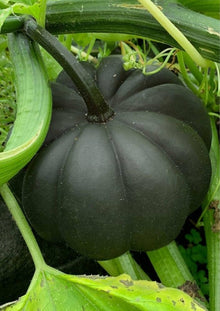 Black Mini Pumpkin Seeds for a reliable harvest in the Bonsai & Home Garden