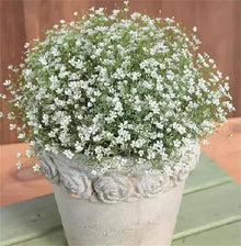 White Seeds for gardeners building out beds and borders