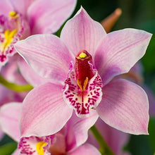 Mixed Orchid Seeds (Orchidaceae spp.) for colorful blooms in the Orchid Garden
