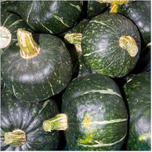Buttercrop Burgess Winter Squash Seeds known for rich, Nutty Flavor