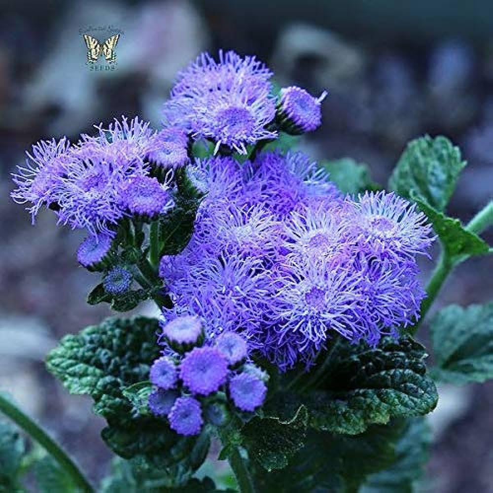 Blau Ageratum Mist Flower Seeds â€“ Blue Puffball Blooms for Borders & Pollinator Gardens