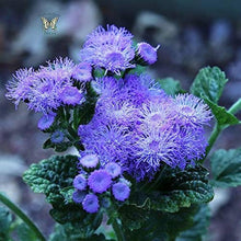 Ageratum Mexicanum Blue Seeds for reliable seasonal color