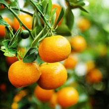 Citrus Citrus Reticulata Climbing Orange Kumquat Tangerine Seeds for sweet homegrown fruit in the Small Space Gardens