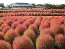 Kochia Scoparia Burning Bush Seeds for growers seeking a long-blooming display