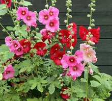 Beautiful Hollyhock Seeds for growers filling out the Vibrant Flower Gardens