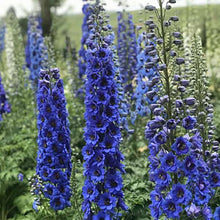 Larkspur Delphinium Crotchii Salmon King Seeds for a lasting display in the Cottage Tall Flower Beds