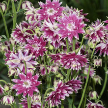 Columbine Barlow Bordeaux Seeds known for hardy Aquilegia Flowers