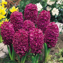 Hyacinth Hyacinthus orientalis red flower seeds for planting in containers and backyard flower beds - for planting in home garden