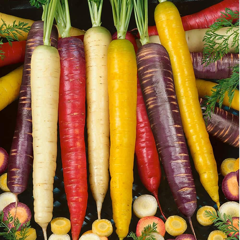 Mixed Color Carrot – Daucus carota – for home vegetable garden planting