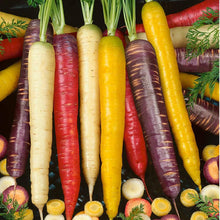 Mixed Color Carrot – Daucus carota – for home vegetable garden planting