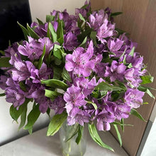 Peruvian Lily Mix Seeds for a colorful addition to any planting